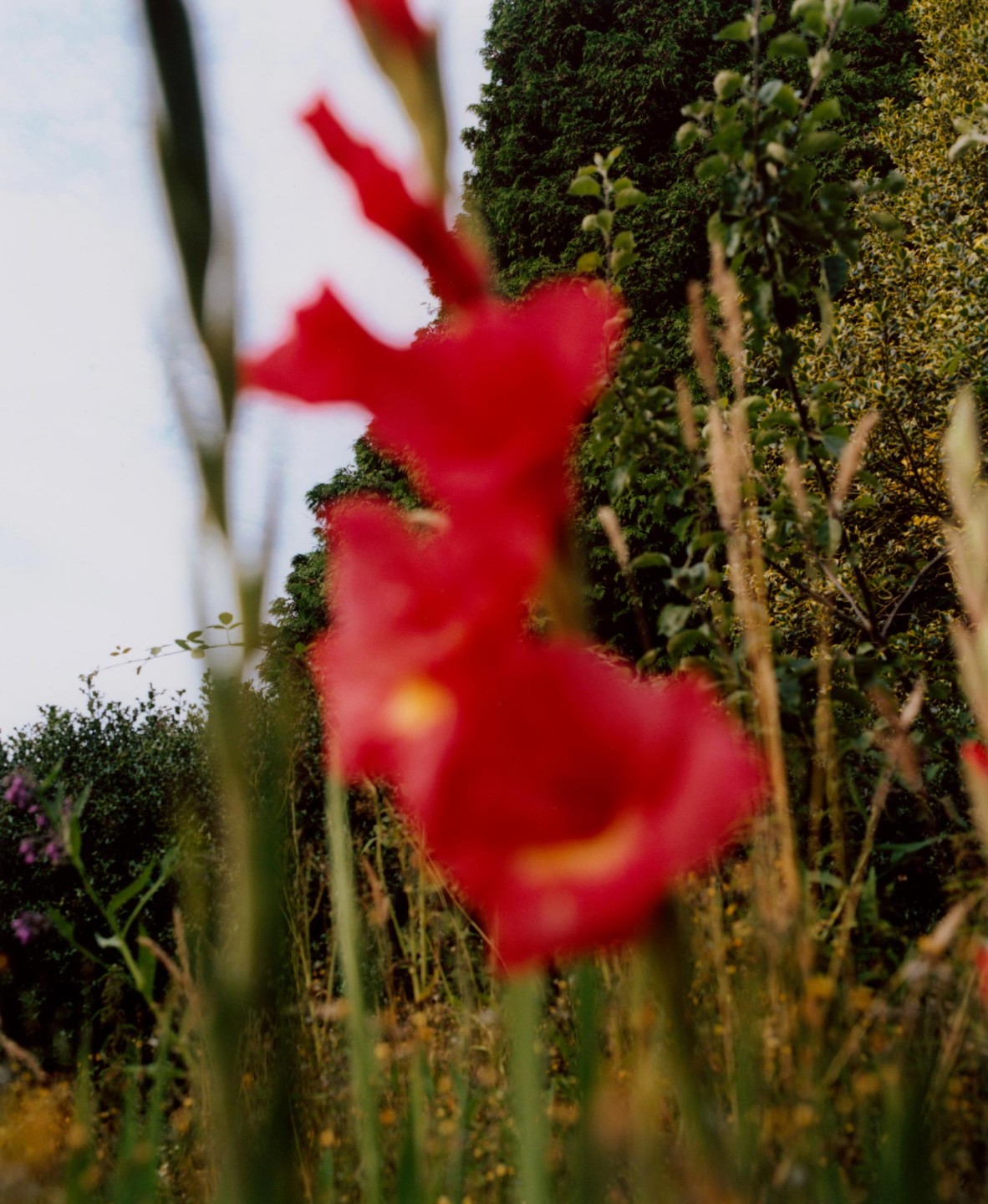 Luke & Nik - nicotine_lukeandnik_005