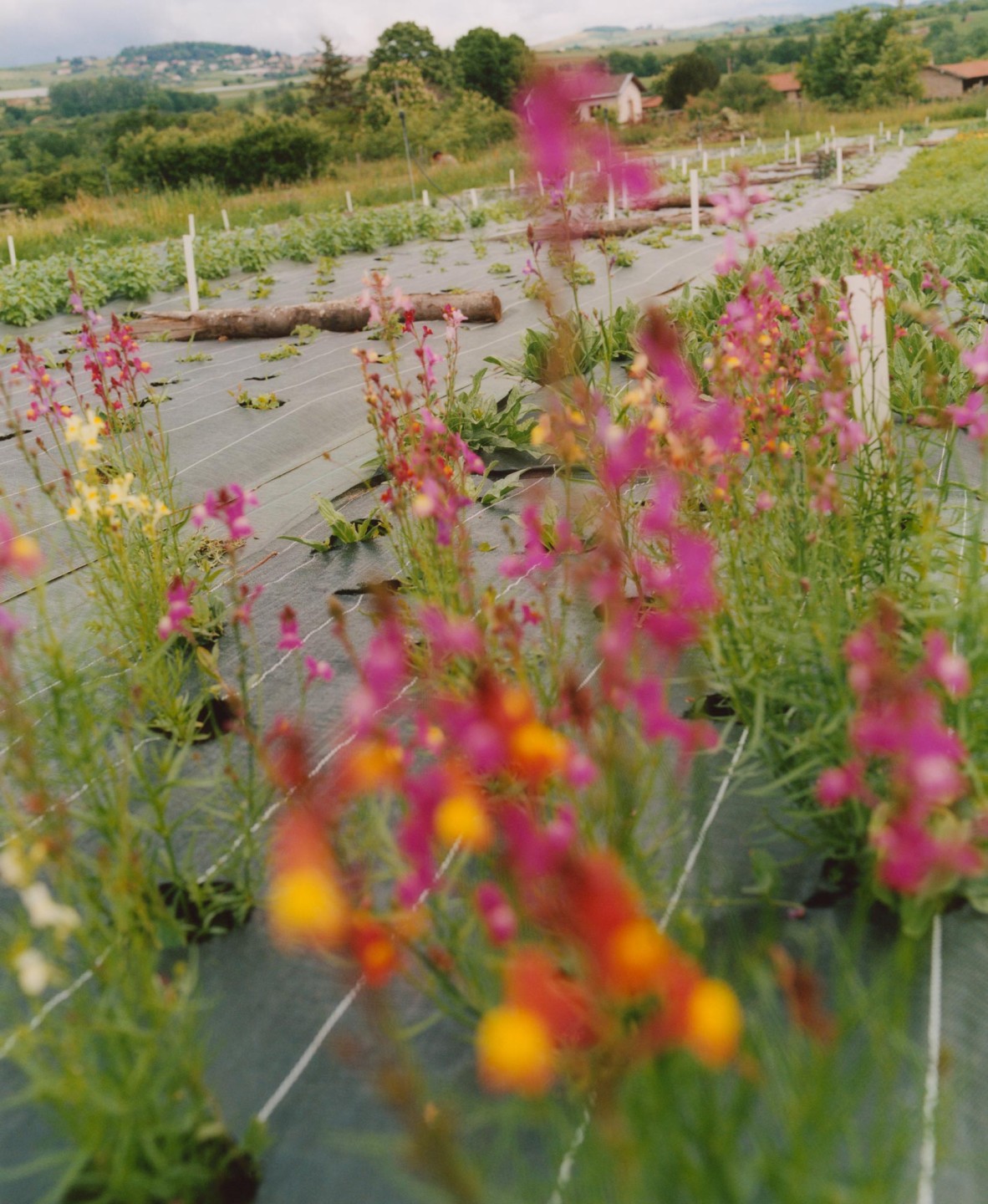 Luke & Nik - courier_clement_lukeandnik_011