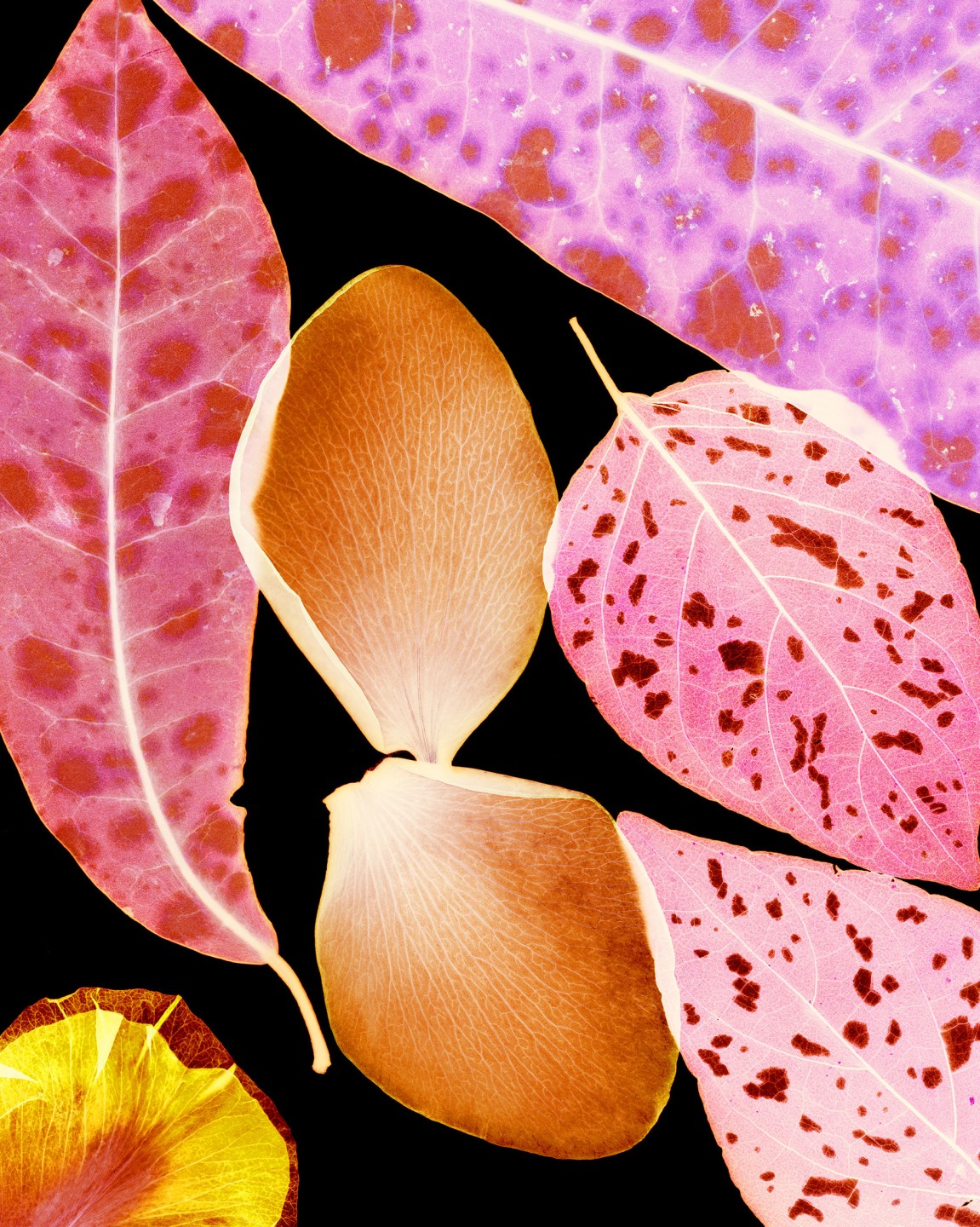 Luke & Nik - luke_nik_reconstructed_nature_print_sales_2024_14